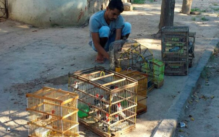 Mais de 270 animais silvestres são resgatados na região de Arapiraca