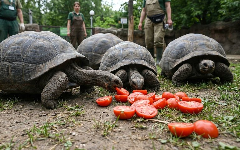 Tartarugas do Zoo de Moscou percorrem qualquer distância por tomates