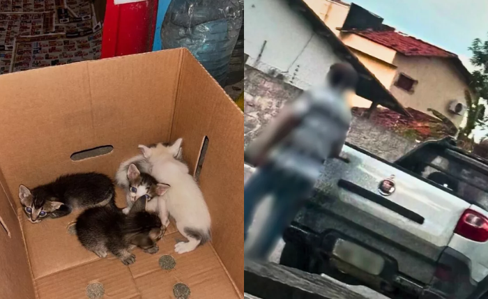 animais foram abandonados no bairro Mangabeiras