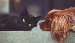 animais