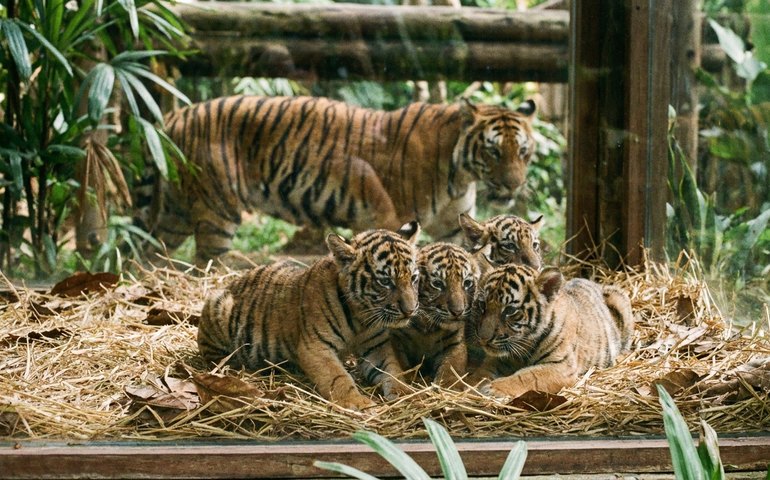 Nascimento de tigres-de-sumatra renova esperança para espécie na Indonésia