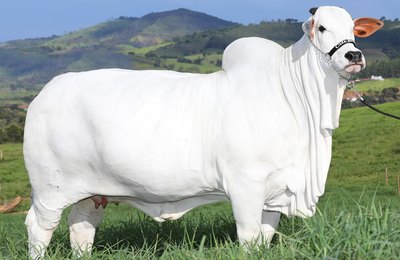 Casa Branca coleciona mais um recorde com faturamento de R$ 21,5 milhões em leilão virtual de genética Nelore