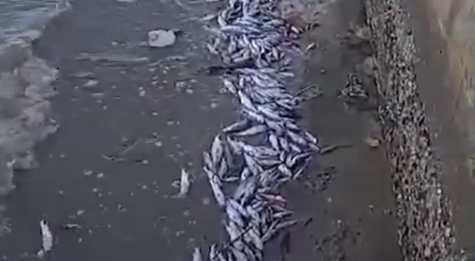 Centenas de peixes são encontrados mortos no Rio Sergipe