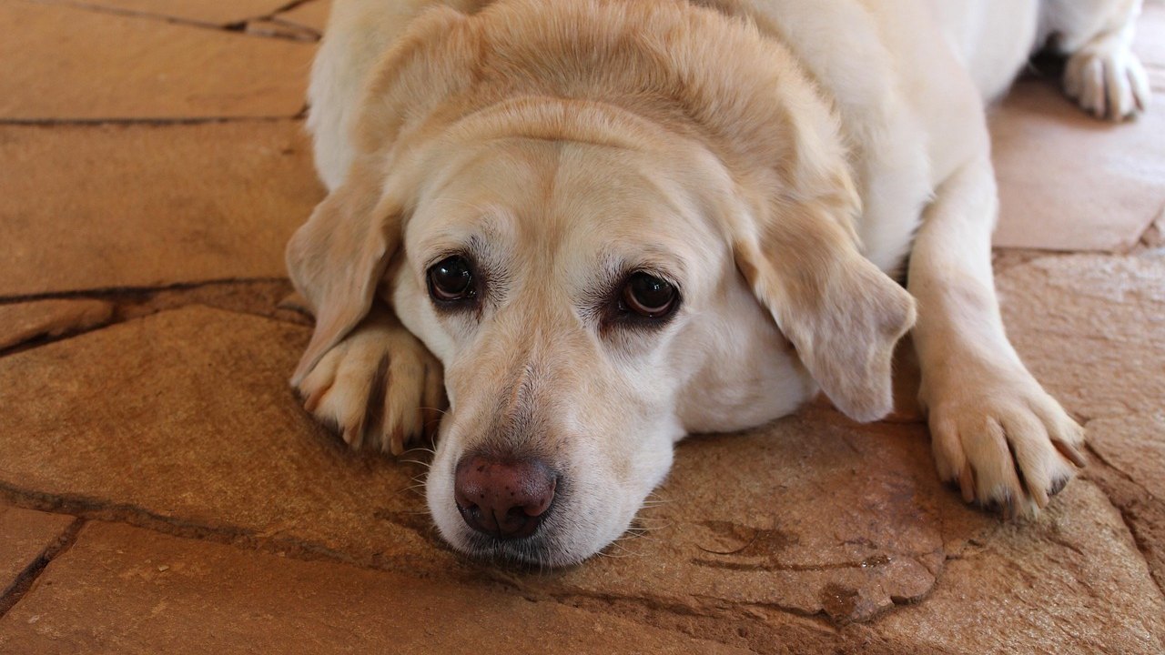Diabetes em pets exige atenção redobrada à alimentação e ao sobrepeso