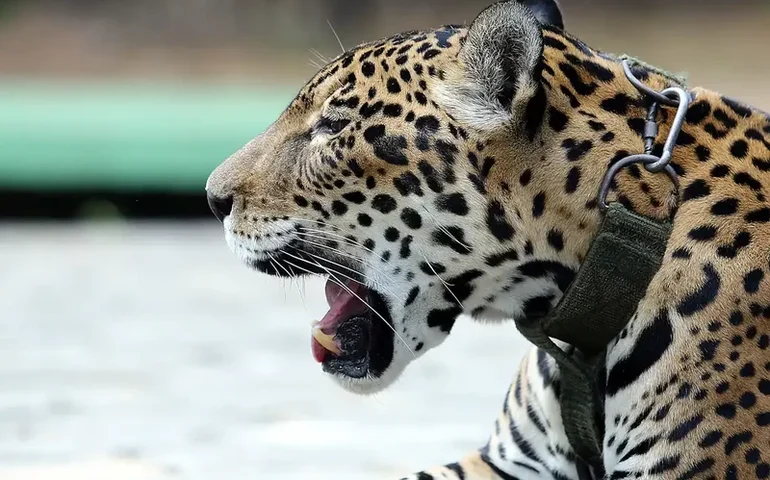 O que será feito com a onça que matou caseiro? Entenda