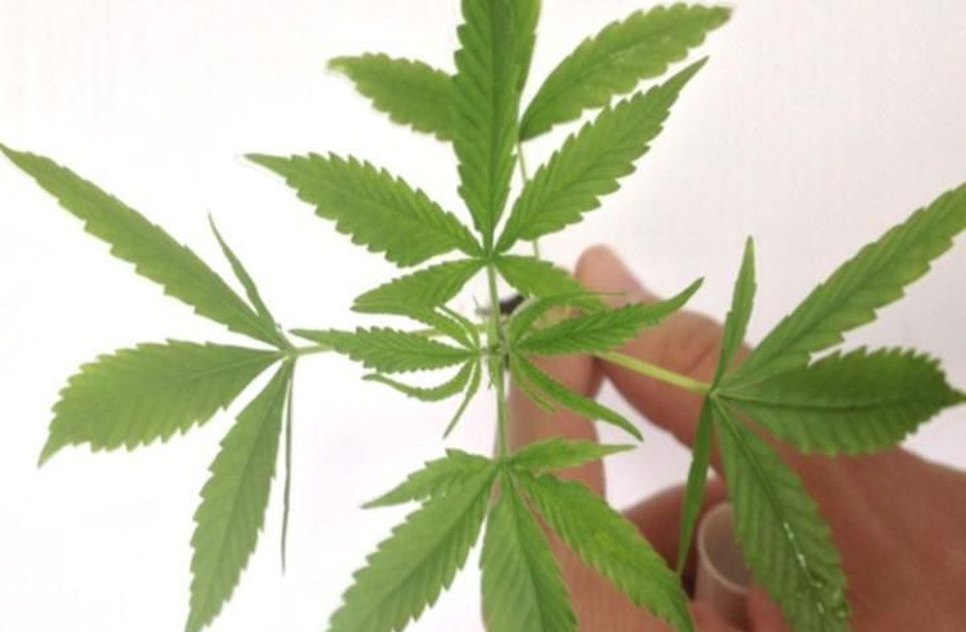 MACONHA