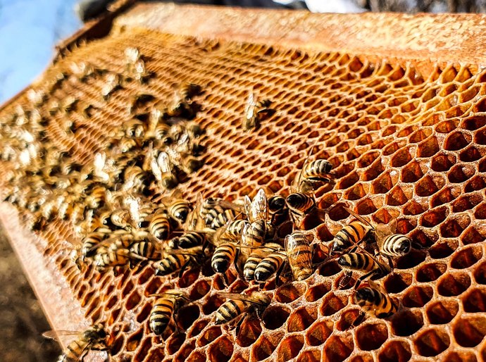 Banco do Nordeste promove evento voltado à atividade apícola no município de Minador do Negrão