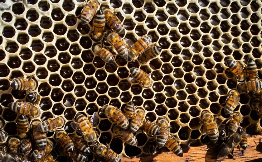 Ataque de abelhas deixa 24 feridos, 3 em estado grave, na França