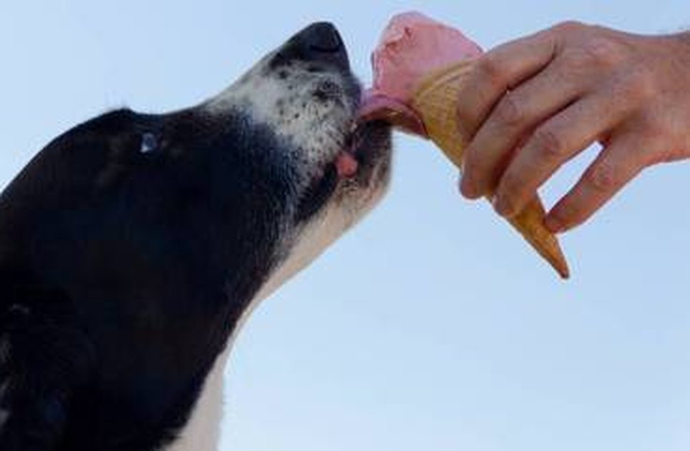 pets-tem-diabetes-21082023151826245 / Foto: Foto: Mikkel Bendix/Pexels