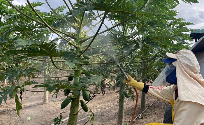 produto tem resultados promissores na aplicação em diversas fruteiras