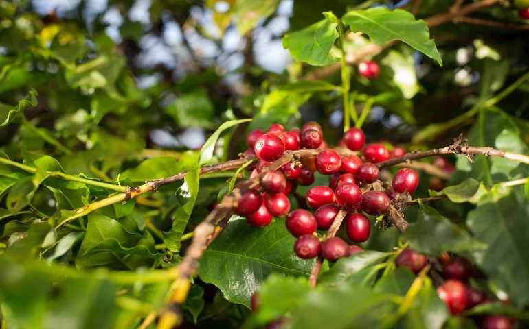 Com municípios apresentando altos índices de eficiência produtiva, o estado registra panorama promissor e oportunidades de expansão do cultivo do fruto