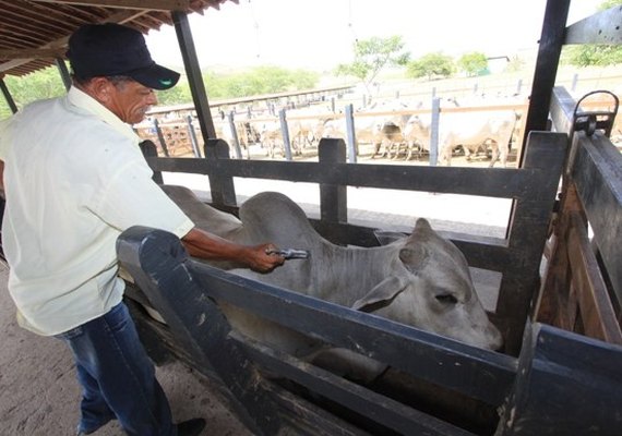 Adeal divulgará resultado da campanha contra febre aftosa dia 10 de julho