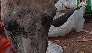 cavalo violentado