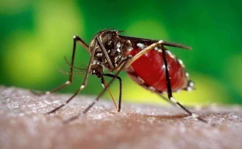 Sesau alerta sobre risco de aumento de casos de dengue neste verão