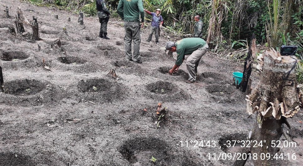 Plantação de maconha / Foto: Pelotão Ambiental