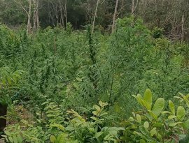 PM presta apoio à PF e flagra plantação com mais de 4 mil pés de maconha