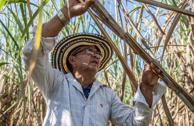 Alagoas se destaca como o 3º estado do Nordeste que mais cresceu em 2019, segundo IBGE