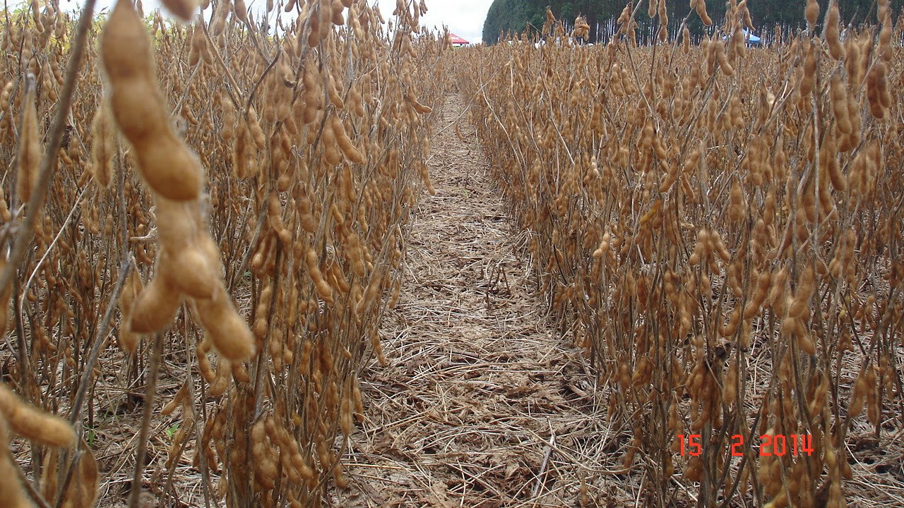 Produtores de soja têm cultivar convencional resistente a nematoides