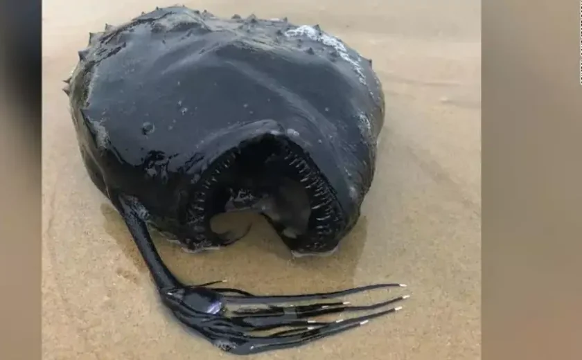 Peixe-futebol que brilha nas profundezas do mar é avistado na costa de Oregon, nos EUA