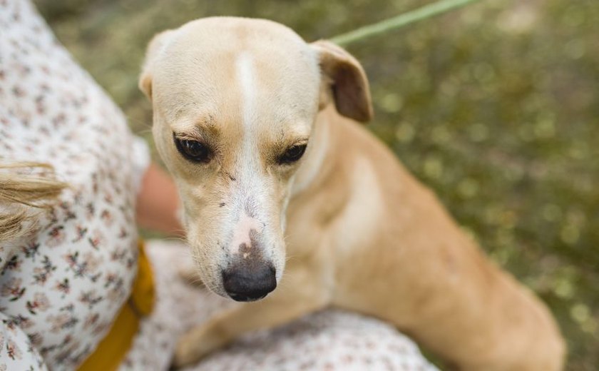 Gabinete da Causa Animal reforça a importância da vacinação para os pets