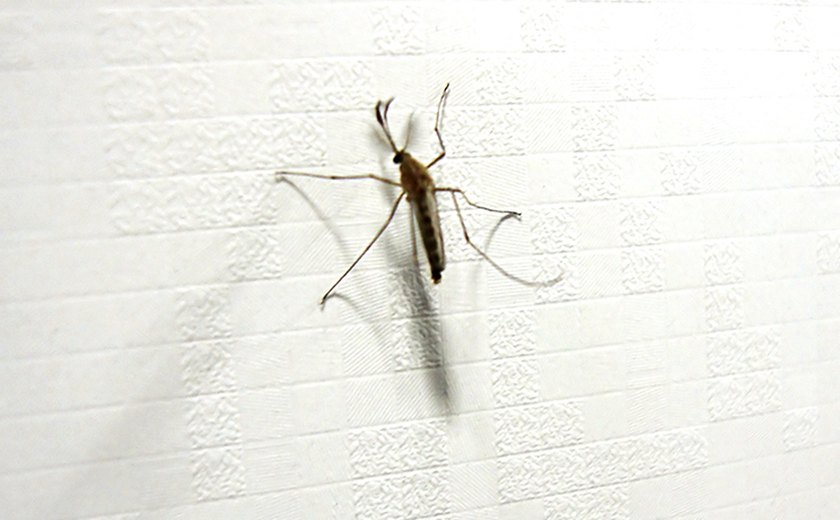 Ministério da Saúde lança Plano de Eliminação da malária no Brasil