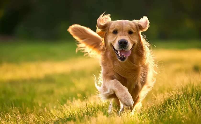Casal fica ferido após colisão com cachorro em Arapiraca