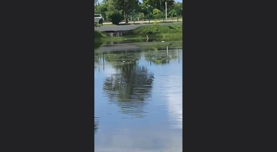 Peixes são encontrados mortos em lagos do Parque Augusto Franco em Aracaju.jpg