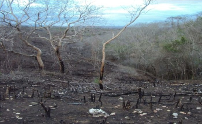 Junho Ambiental: MPF aciona herdeiros por degradação ambiental em área da Terra Indígena Kariri-Xocó