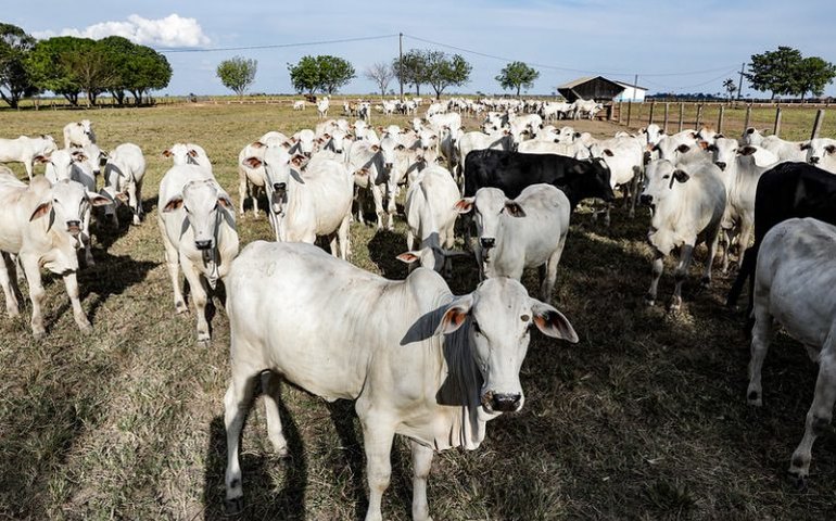 Comissão debate embargos a propriedades rurais na região do Amazonas
