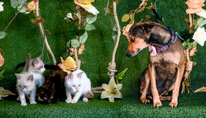 pets