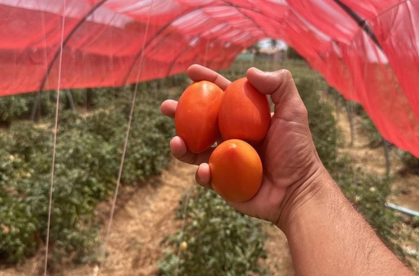 Projeto inovador apoiado pelo Governo de Alagoas aumenta a produção de tomates em 14 toneladas