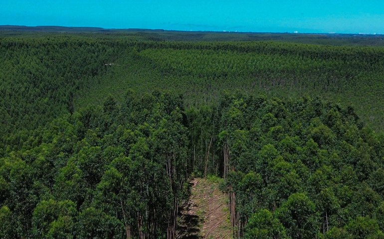 Alagoas expande áreas de florestas plantadas com eucalipto