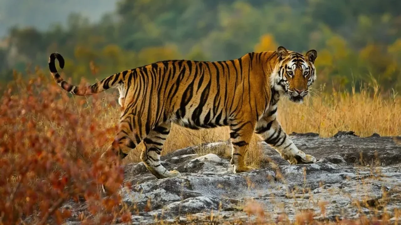 Em ação inédita, Índia vai enviar tigres para repovoar selva no Camboja