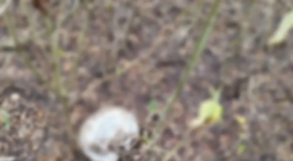 Crânio humano é encontrado próximo de ossada em Itabaiana