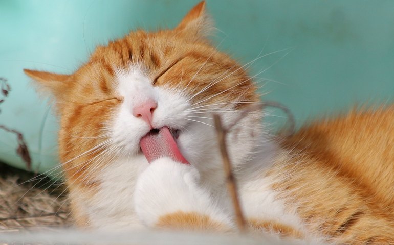 Celebre o mês dos gatos mantendo a sua saúde e bem-estar
