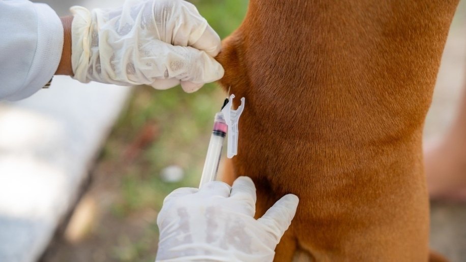 Saúde de Maceió reforça importância da vacinação de cães e gatos contra a raiva