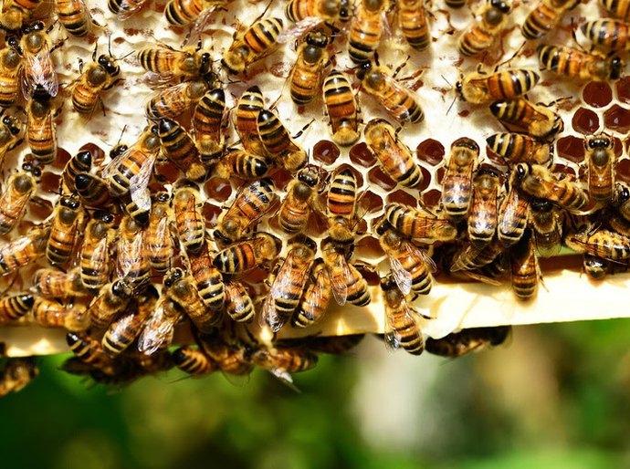 Dia Nacional das Abelhas: Rota do Mel impulsiona renda e preservação ambiental