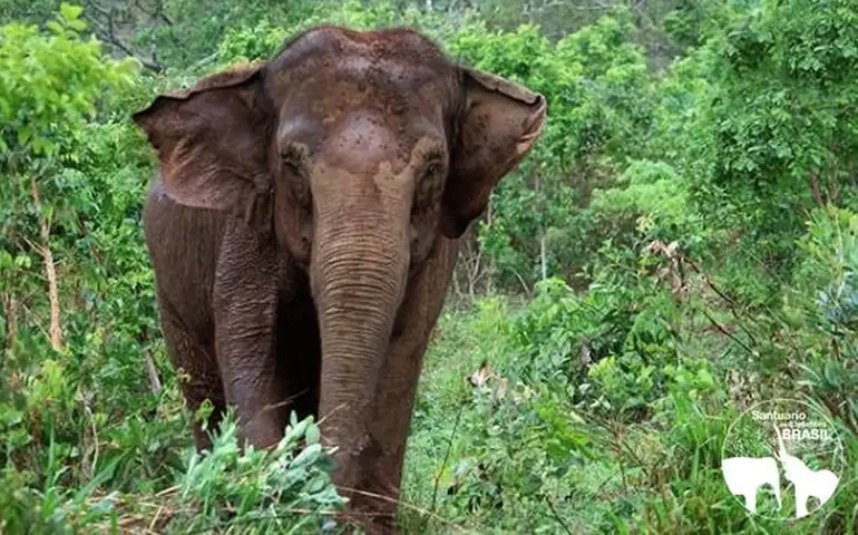Pesquisa afirma: Elefantes asiáticos enterram seus filhotes mortos e choram 