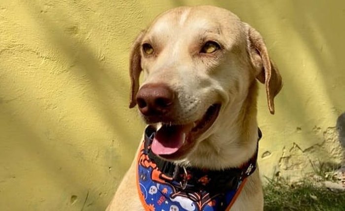 Cães e gatos estarão expostos na Feira de Adoção aguardando novos tutores