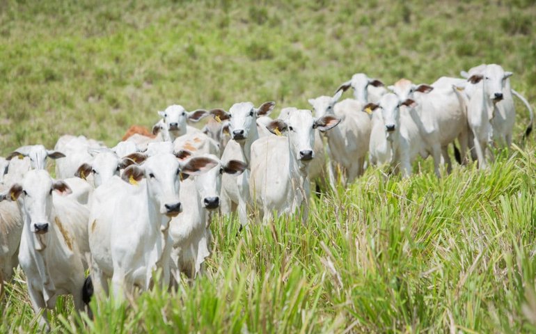 Agropecuária turbina importação de bens de capital e insumos em outubro, diz FGV