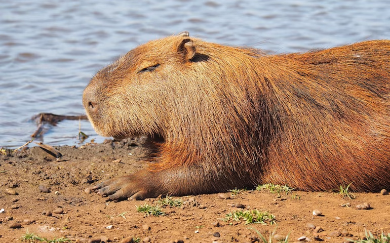 MPRJ denuncia agressores de capivara na Ilha do Governador no Rio