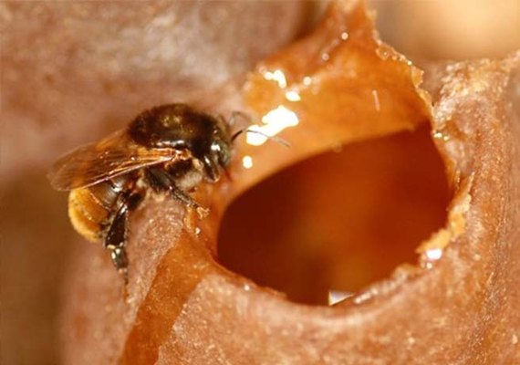 Seminário Alagoano de Apicultura e Meliponicultura será realizado em Santana do Ipanema