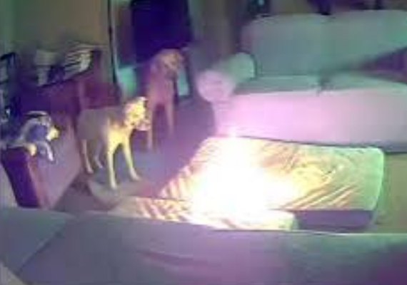 Nos EUA, cachorro provoca incêndio em casa após mastigar bateria de celular