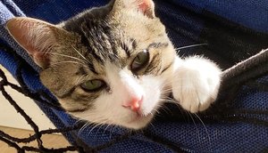 Harry, 1 ano / Foto: Arquivo pessoal