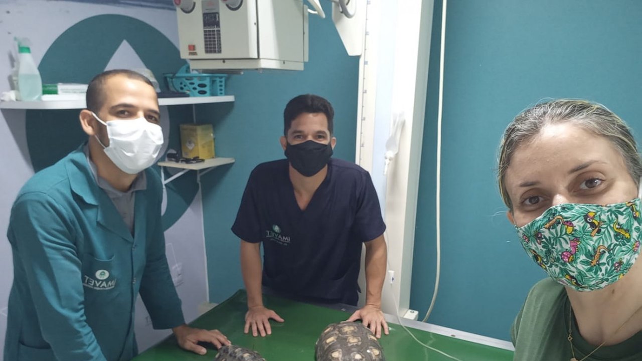 Jabutis chegam ao Cetas com diversos problemas causados pelo cativeiro ilegal
