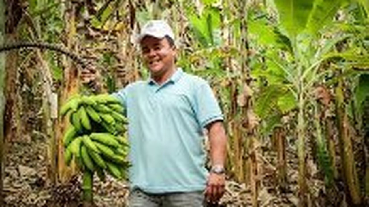 Cultivo de banana ganha força na cidade de União dos Palmares