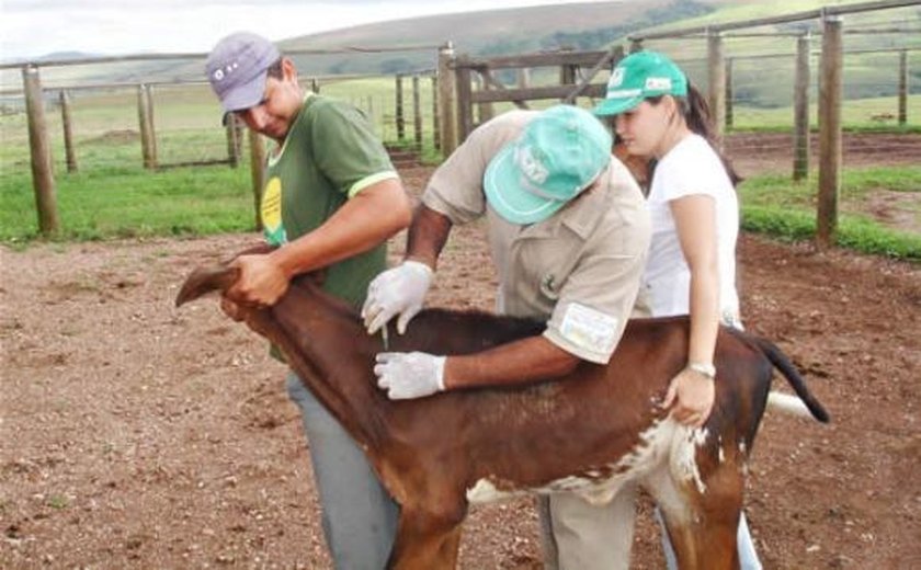 Mais de 200 kg de produtos de origem animal são apreendidos em Maceió