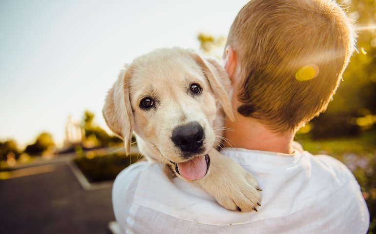 Caminhadas e corridas com cães exigem cuidados e preparação
