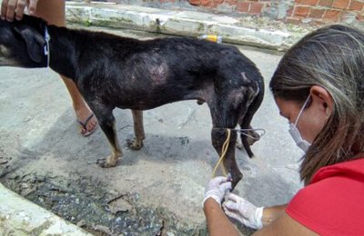 Coordenadoria de Leishmaniose apura casos de animais no Bairro Paciência, em Piaçabuçu