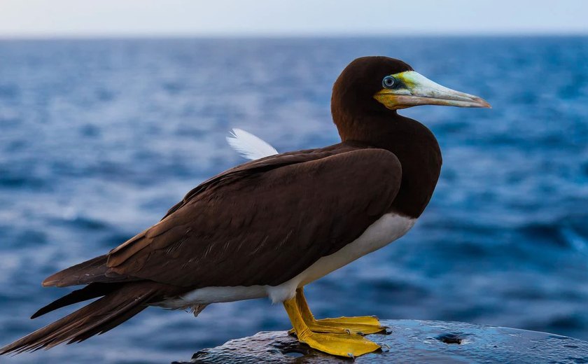 Gripe aviária: o que é e o que se sabe até agora sobre os casos no Brasil